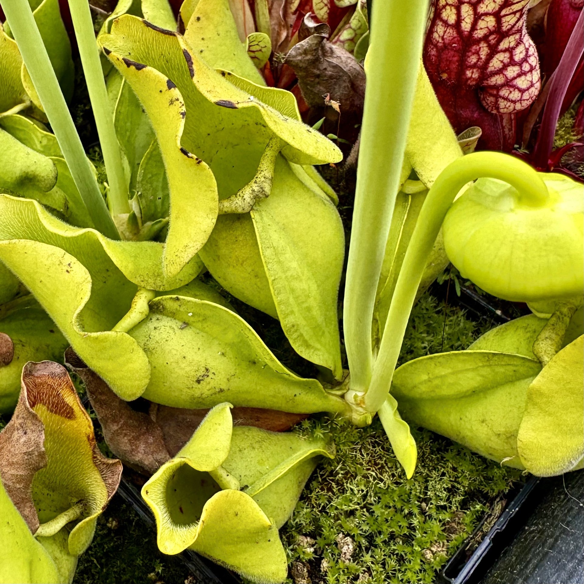 Sarracenia purpurea subsp. venosa f. pallidiflora
