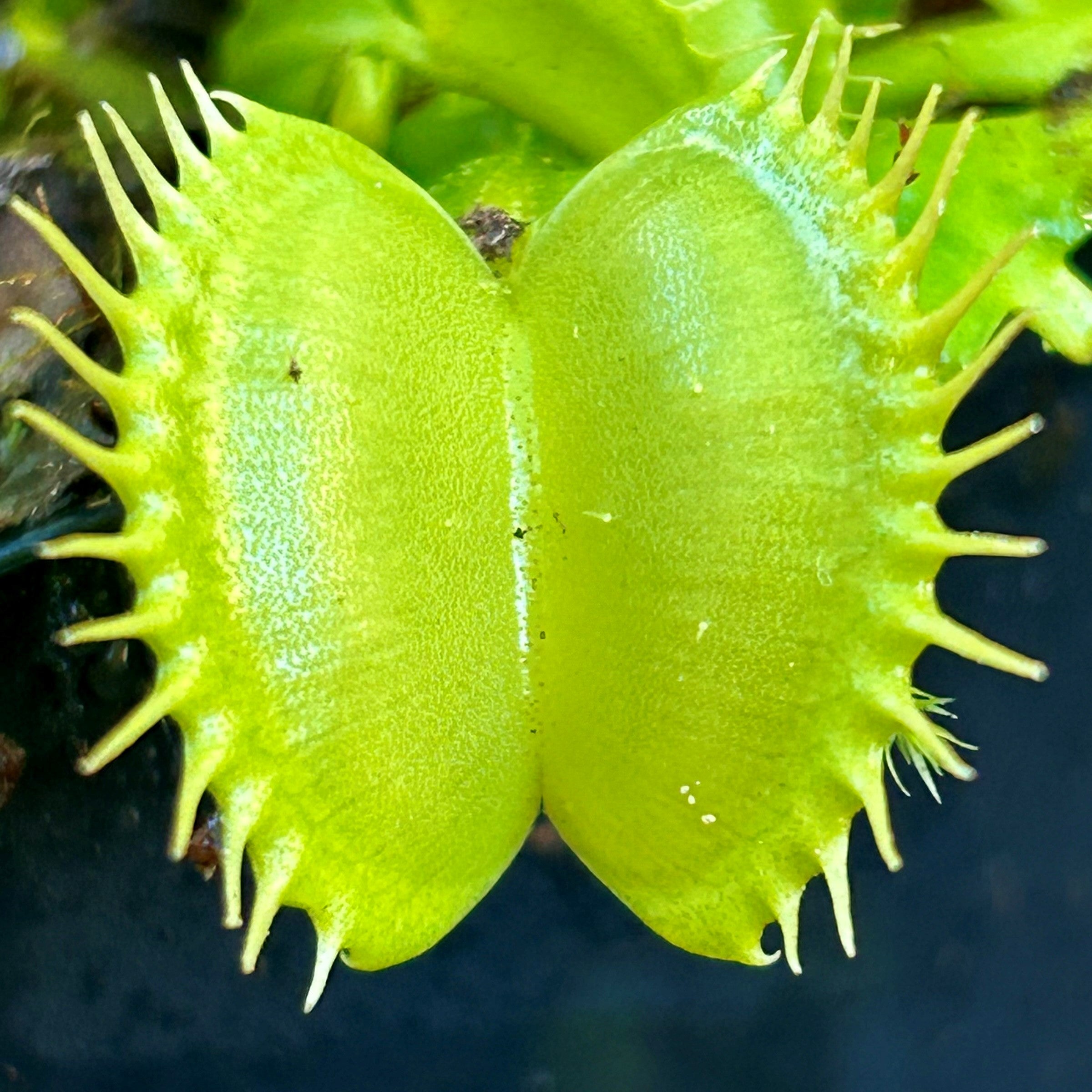 Dionaea muscipula - All Green