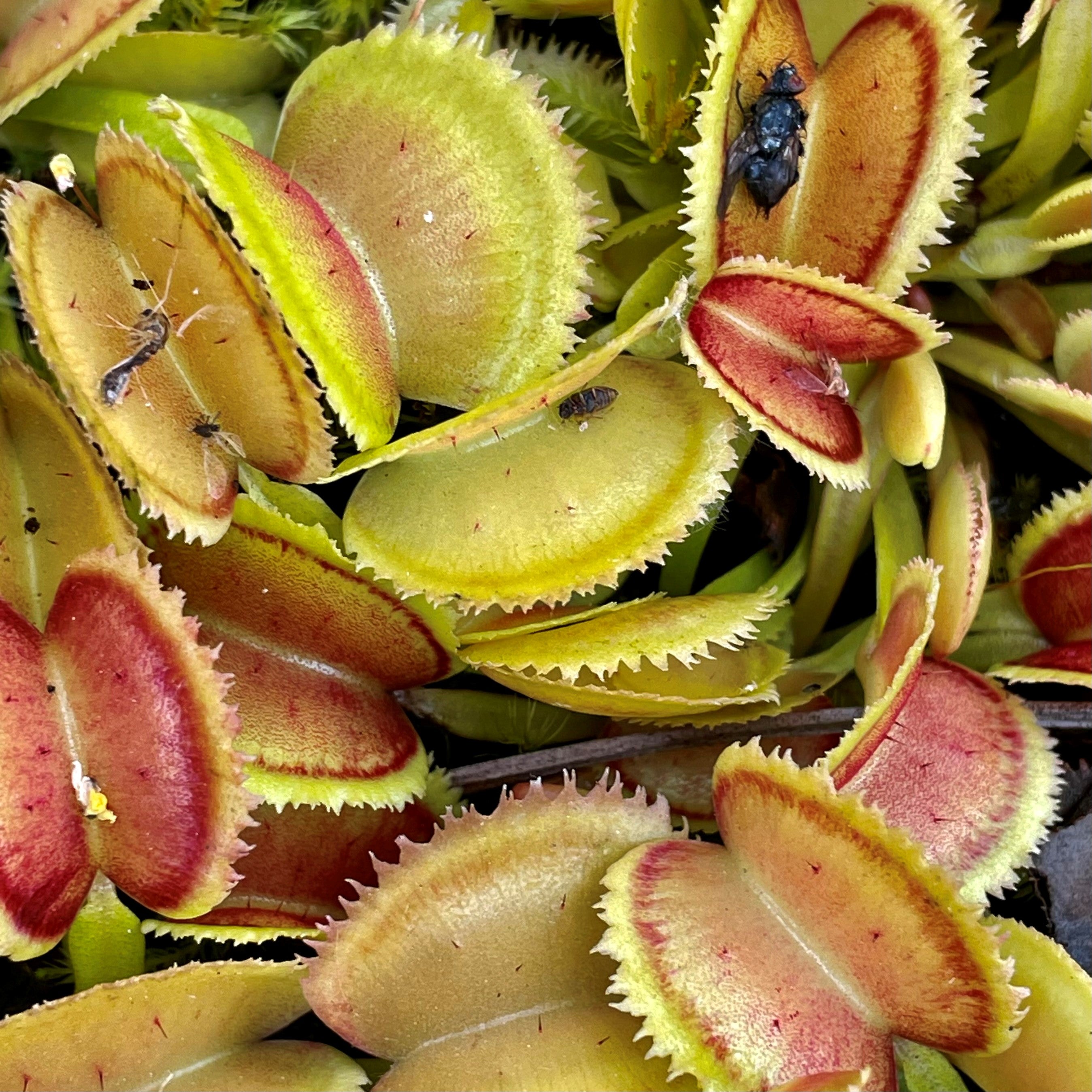 Dionaea muscipula - cv. 'Whale'