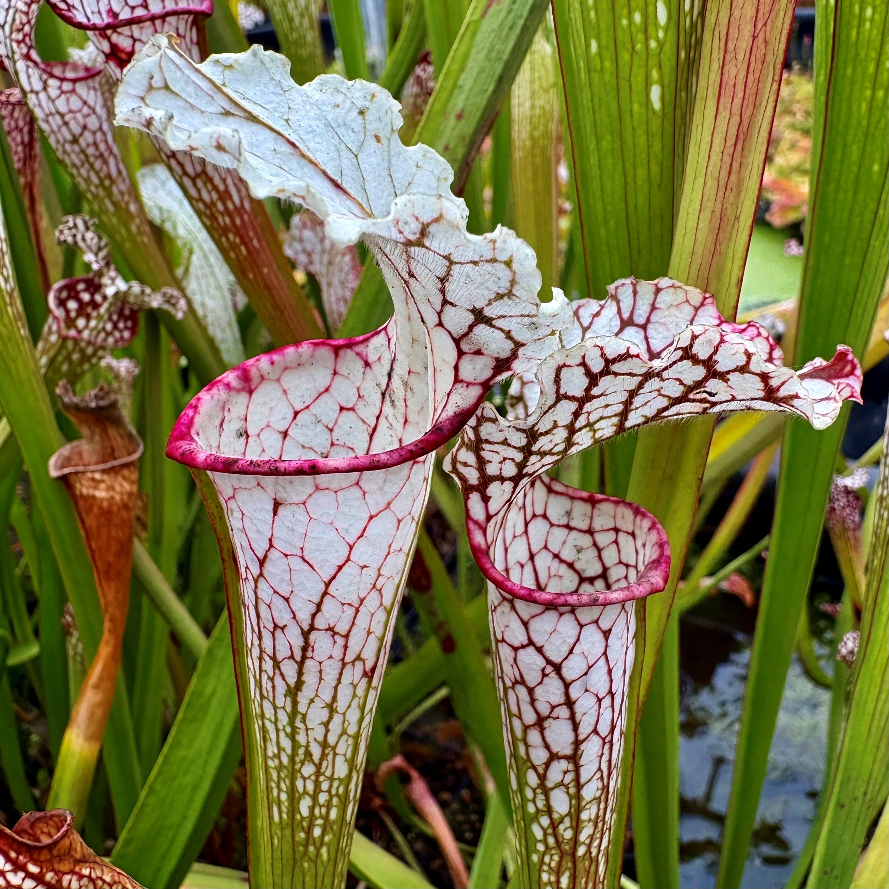 Sarracenia leucophylla var. leucophylla - White Top, Citronelle, Mobile Co., Alabama