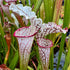 Sarracenia leucophylla var. leucophylla - White Top, Citronelle, Mobile Co., Alabama