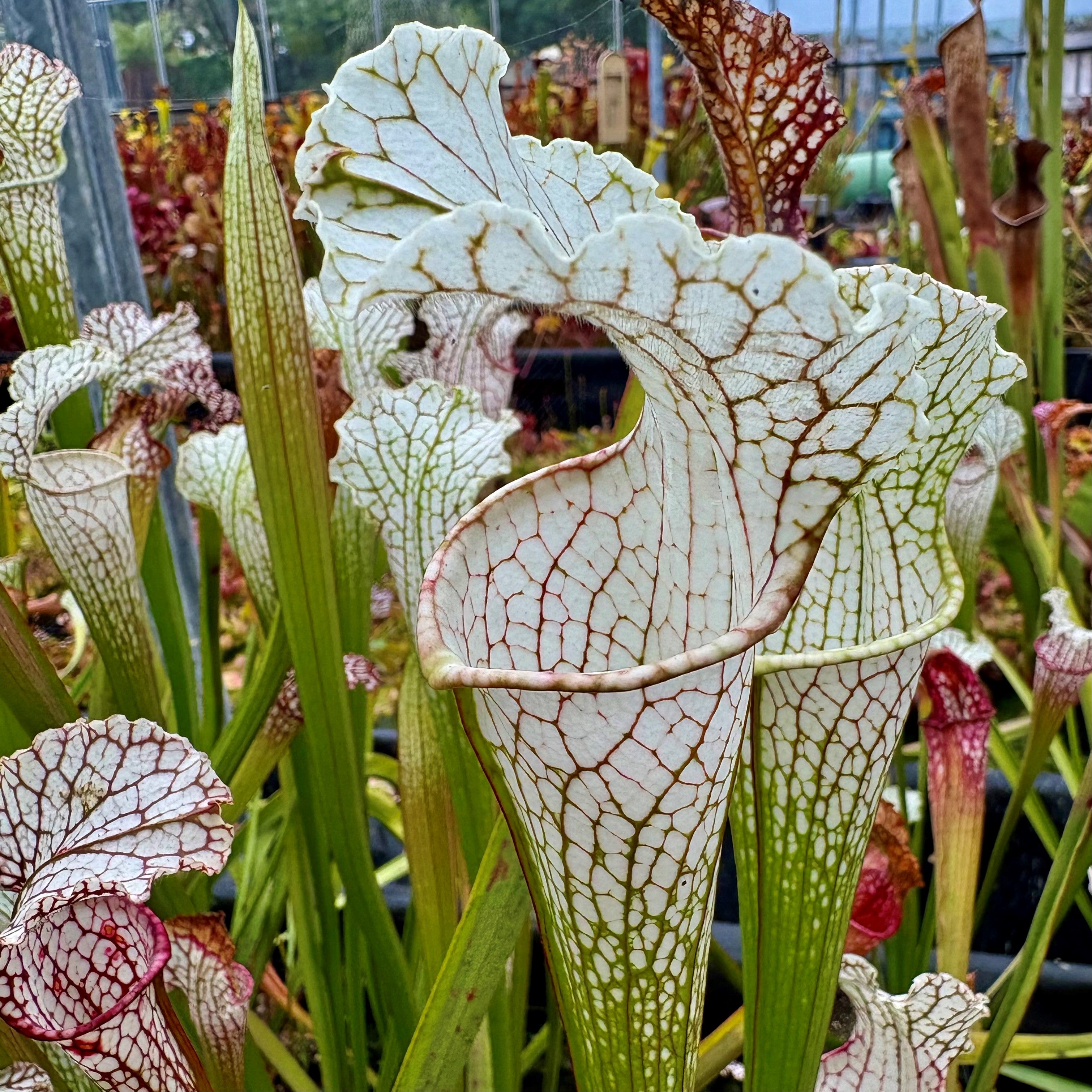Sarracenia leucophylla var. leucophylla - White Top, Citronelle, Mobile Co., Alabama