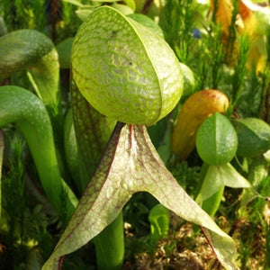 Darlingtonia californica - The Cobra Lily