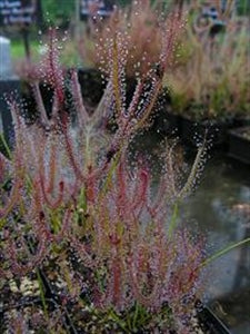 Drosera binata - Les Dents de la Terre