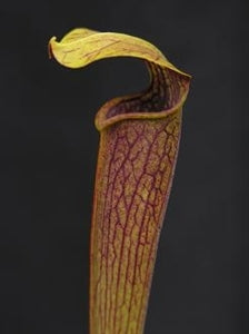 Sarracenia alata var. nigropurpurea - Purple Tube, DeSoto, Stone Co., Mississippi