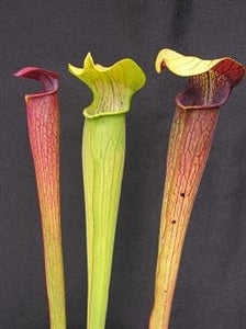 Sarracenia alata - Mixed Clones, Highway 15, Stone Co, Mississippi