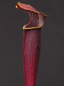 Sarracenia alata var. atrorubra - Red Tube, DeSoto National forest Park, Stone Co., Mississippi