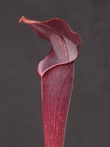Sarracenia alata var. nigropurpurea - Black Tube, DeSoto National Forest Park, Stone Co., Mississippi