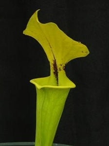 Sarracenia flava var. rugelii – Green plant with purple splotch in throat