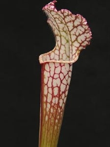 Sarracenia leucophylla var. leucophylla - Red Form, Deer Park, Washington Co., Alabama