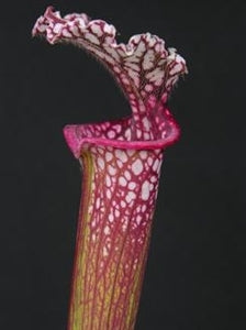 Sarracenia leucophylla var. leucophylla - Pink Lip, Franklin County, Florida