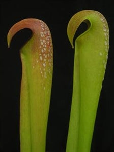 Sarracenia minor var. okeefenokeensis – Waycross, Ware Co., Georgia