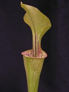 Sarracenia oreophila var. oreophila - Typical Form