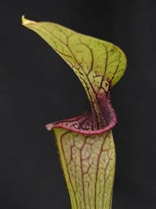 Sarracenia oreophila var. oreophila - Purple throated form
