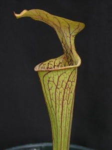 Sarracenia oreophila var. oreophila - Boaz, Etowah Co., Alabama