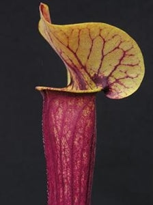 Sarracenia x catesbaei - flava x purpurea