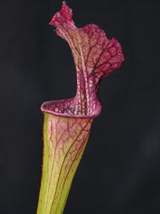 Sarracenia leucophylla x oreophila