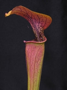 Sarracenia oreophila var. ornata - Heavily Veined, Copper Top