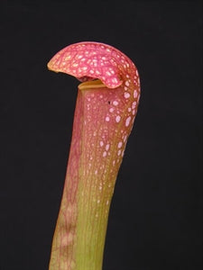 Sarracenia cv. 'Judy'
