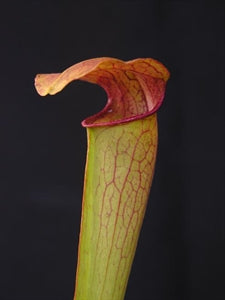 Sarracenia minor x oreophila