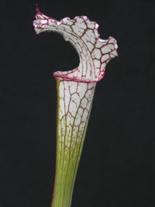 Sarracenia leucophylla var. leucophylla - Pubescent, Perdido, Baldwin Co., Alabama