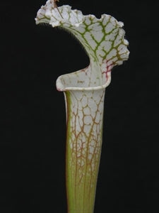 Sarracenia leucophylla var. leucophylla - Green & White, Ben's Bog, Perdido, Baldwin Co., Alabama