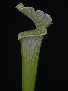 Sarracenia leucophylla f. viridescens - Perdido, Baldwin Co., Alabama