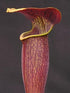 Sarracenia alata var. nigropurpurea - Olive Tube, Maroon interior, DeSoto, Stone Co., Mississippi
