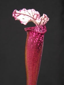 Sarracenia leucophylla var. leucophylla - Very Red, Perdido, Baldwin Co., Alabama