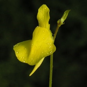 Utricularia prehensilis - Africa