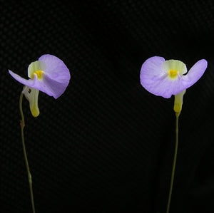 Utricularia paulineae - Australia