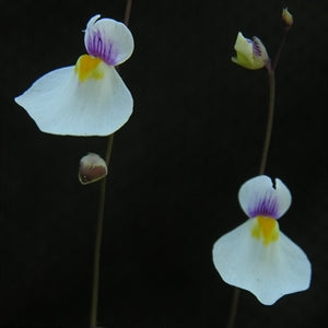 Utricularia parthenopipes - Brazil