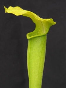 Sarracenia alata f. viridescens - Washington Co., AL