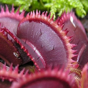 Dionaea muscipula - 'Red Piranha'