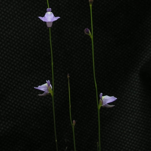 Utricularia lateriflora - Mount Compass, Australia