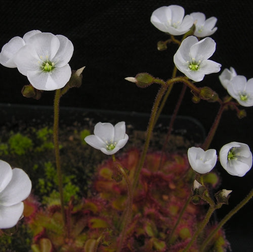 Drosera trinervia - Silvermine, Cape Peninsular, South Africa SEED