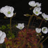 Drosera trinervia - Silvermine, Cape Peninsular, South Africa SEED