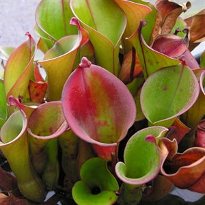 Heliamphora nutans x glabra- Oxford Clone HXX-7