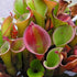 Heliamphora nutans x glabra- Oxford Clone HXX-7