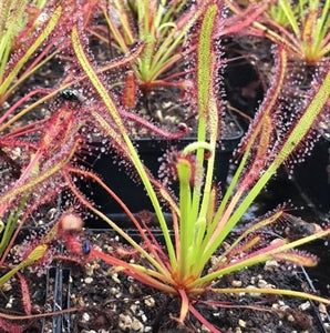 Drosera capensis - Franschhoek, W. Cape, South Africa