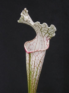 Sarracenia leucophylla var. leucophylla - White Top, Citronelle, Mobile Co., Alabama
