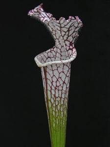Sarracenia leucophylla var. leucophylla - cv. 'Helmut's Delight'