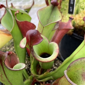 Heliamphora heterodoxa - Venezuela HET-1