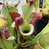 Heliamphora heterodoxa - Venezuela HET-1