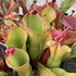 Heliamphora minor x heterodoxa HXX-1
