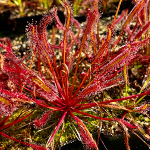 Drosera capensis - All Red Form, Gifberg, South Africa