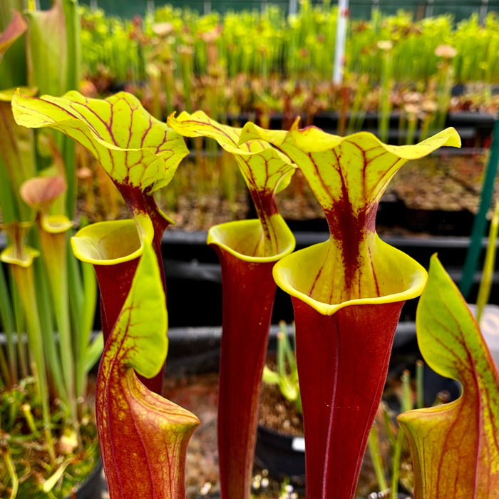 Sarracenia flava var. rubricorpora – Red tubed plant with green lid