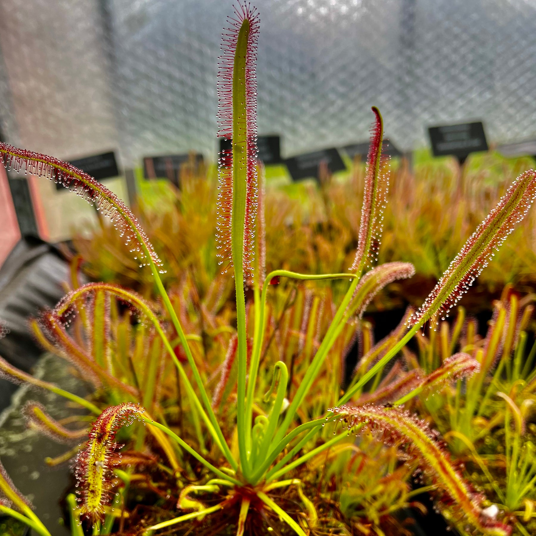 Drosera capensis - Franschhoek, W. Cape, South Africa – Hewitt-Cooper ...