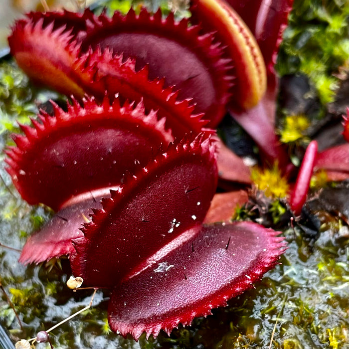 Dionaea muscipula - 'Red Piranha'