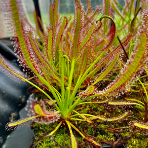 Drosera capensis - Matroosberg, Hex River Mountains, South Africa